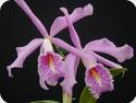 Cattleya maxima